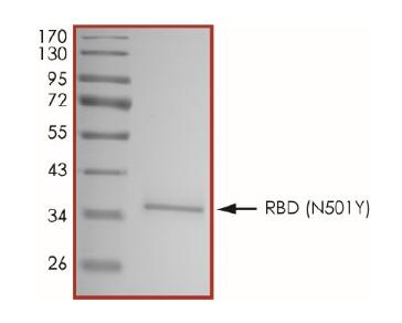 The purity of 2019-nCoV Spike protein S1 subunit, RBD (N501Y) was determined to be >90% by densitometry